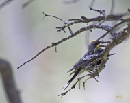 Audobons Yellow rumped Warbler 2057